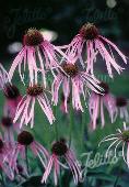 Echinacea pallida